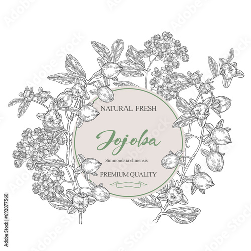 Jojoba round label. Simmondsia chinensis. Jojoba fruits and flowers hand drawn. Vector illustration botanical. Black and white engraving style.
