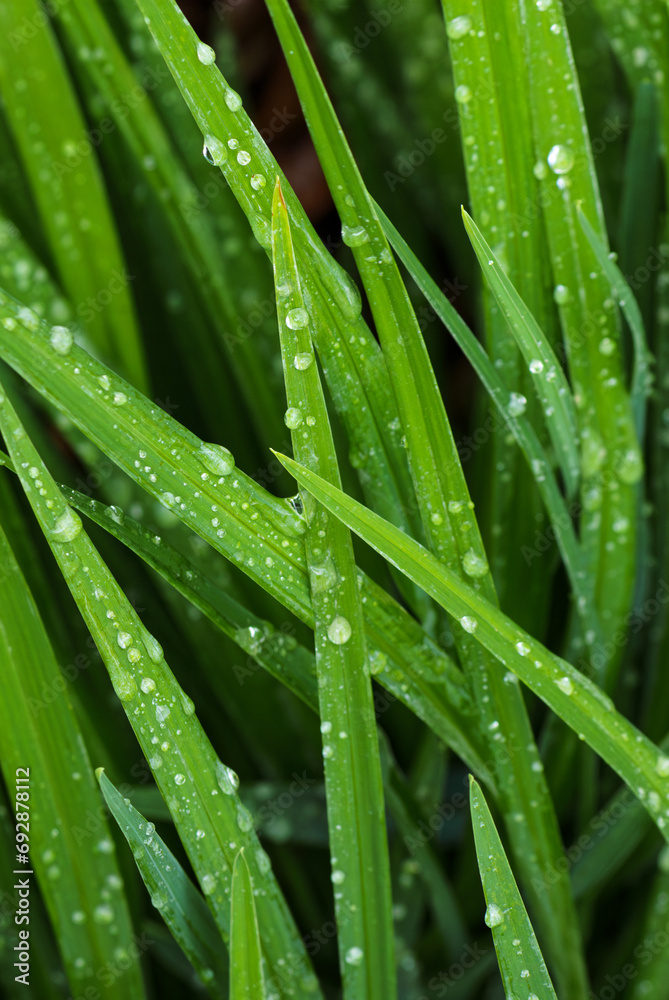 Daylilies leaves with drop of dew in morning. Green leaves hemerocallis, selective focus. Daylilies leaves with drop of dew in morning. Green leaves hemerocallis, selective focus.
