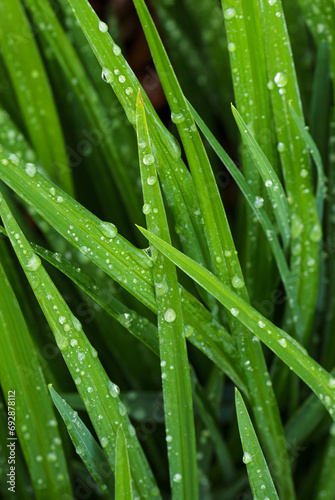 Daylilies leaves with drop of dew in morning. Green leaves hemerocallis, selective focus.
