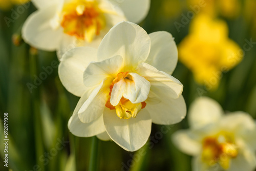 Fototapeta Naklejka Na Ścianę i Meble -  Beautiful narcissus flowers bloom in the spring garden.