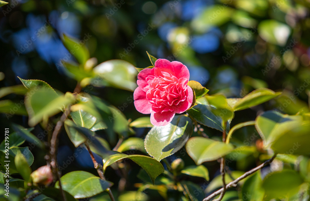 Red-pink camellia flower on a green tree in spring. Red-pink camellia flower on a green tree in spring.
