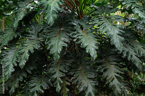 Green leaves of philodendron plant growing in wild  the tropical forest plant  evergreen vines abstract color on dark background.