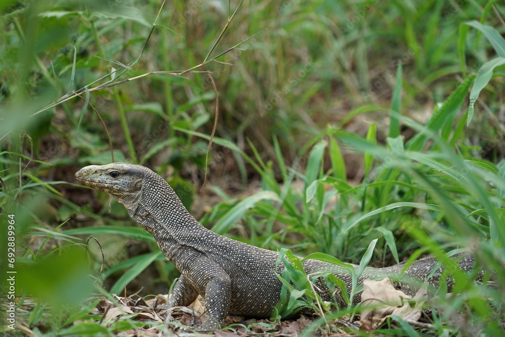 Monitor Varanus bengalensis found in natural forests. Monitor Varanus bengalensis found in natural forests.