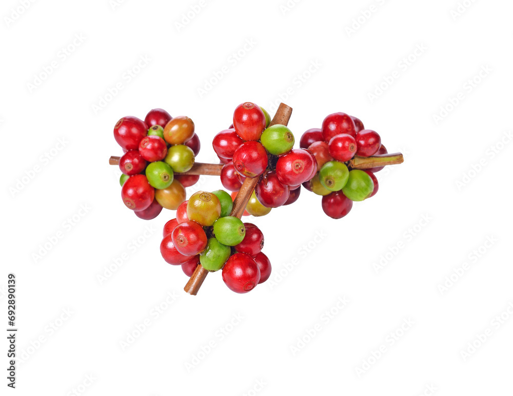  coffee beans transparent png