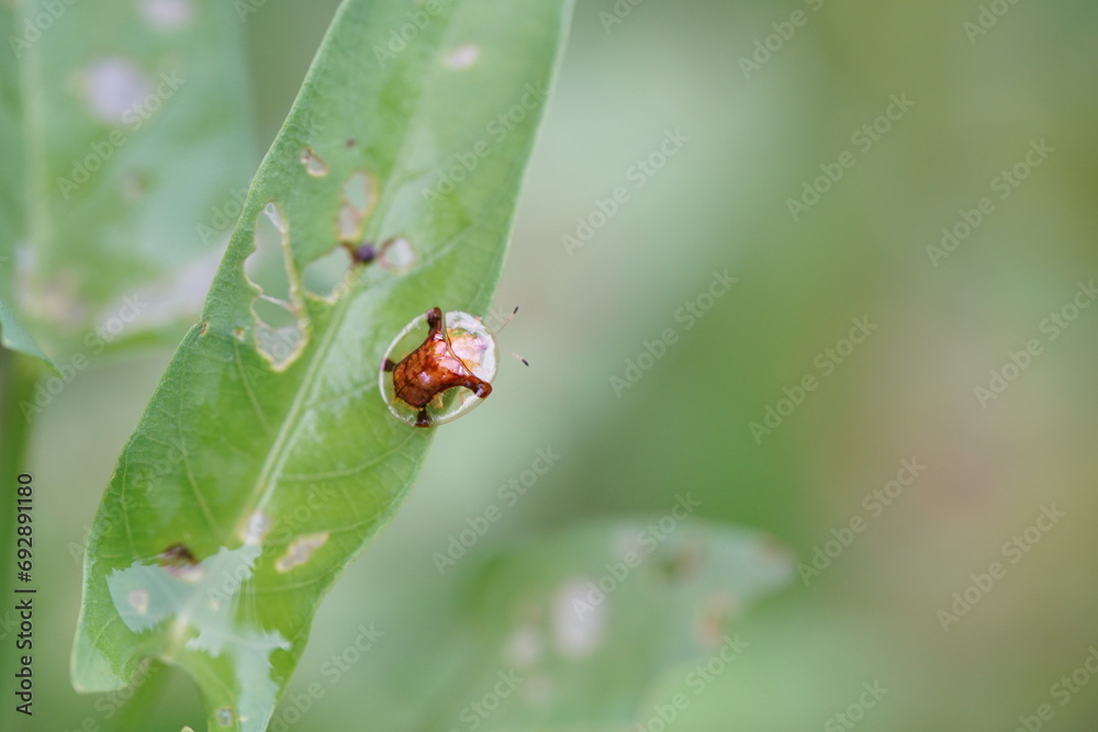 Epilachna ladybugs found in agricultural fields.