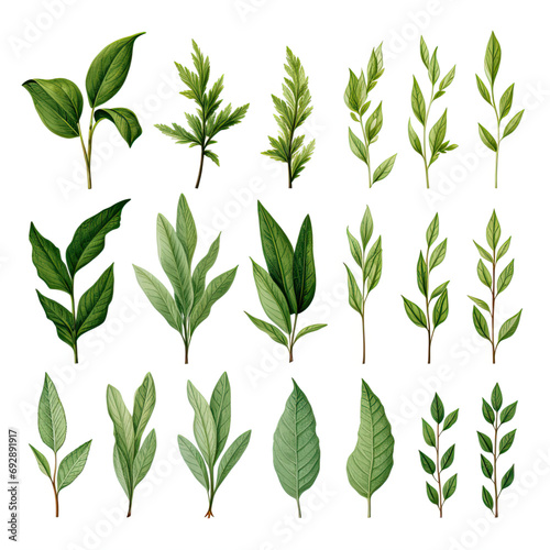  tea leaves 