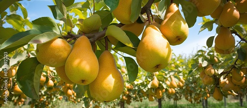 Pears abound in the Groninger Borg Verhildersum orchard near Leens. photo