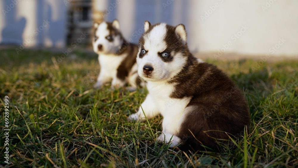 Dog puppies are sitting in the grass. Husky dogs play on the morning grass field. Husky puppies in a clearing near the house. Dog puppies are sitting in the grass. Husky dogs play on the morning grass field. Husky puppies in a clearing near the house.