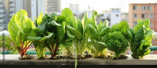 Easy to grow vegetables like chard and kangkung in an urban balcony garden. photo