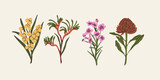 Flat vector Australian flowers collection