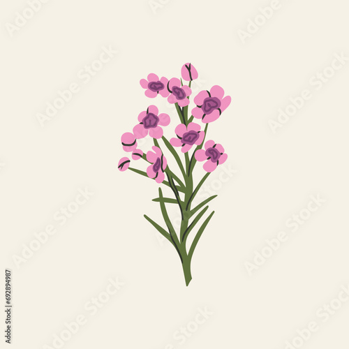 Flat vector waxflower branch illustration