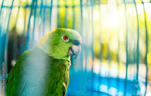 Close up of a beautiful green parrot looking at camera. Portrait of beautiful yellow-naped parro photo