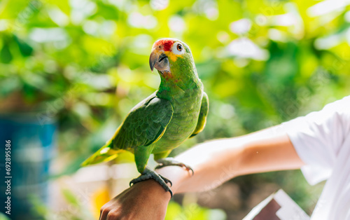 Canvas Print Portrait of autumnal amazon parrot on person hand