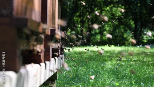 A lot of bees returning to bee hive and entering beehive with collected floral nectar and flower pollen. Swarm of bees collecting nectar from flowers