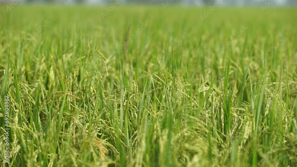 Rice is the staple food in many Asian countries. In summer, paddy ripens by May and the whole field turns yellow. Farmers cut and process the paddy into rice and sell it in the market.