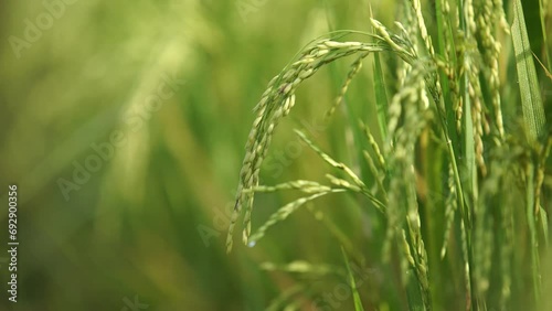 Rice is the staple food in many Asian countries. In summer, paddy ripens by May and the whole field turns yellow. Farmers cut and process the paddy into rice and sell it in the market. photo