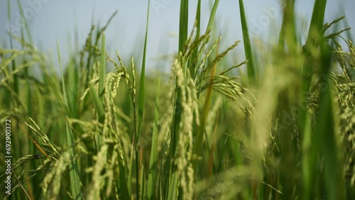 Rice is the staple food in many Asian countries. In summer, paddy ripens by May and the whole field turns yellow. Farmers cut and process the paddy into rice and sell it in the market. photo