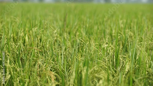 Rice is the staple food in many Asian countries. In summer, paddy ripens by May and the whole field turns yellow. Farmers cut and process the paddy into rice and sell it in the market. photo