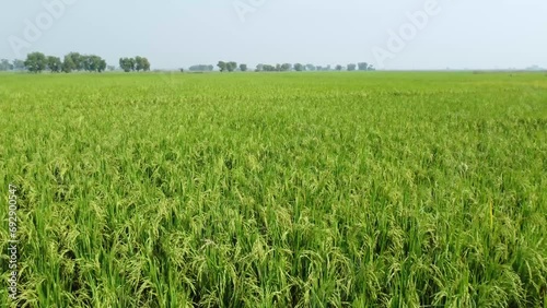 Aerial view shot of vast paddy field. photo