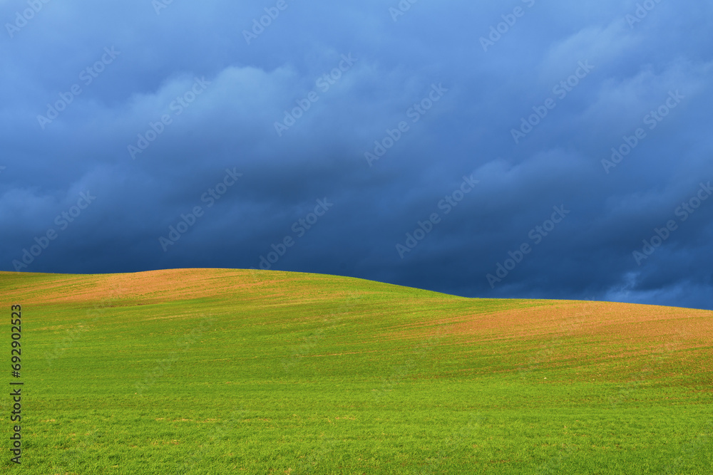 Germination in agricultural field against blue sky. Germination in agricultural field against blue sky.
