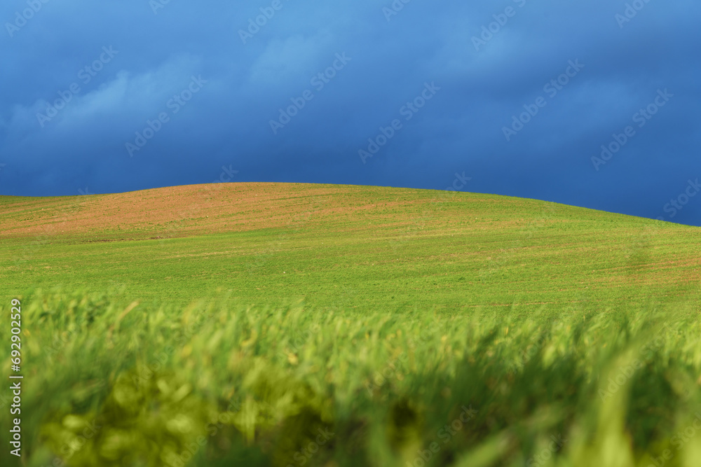 Germination in agricultural field against blue sky.