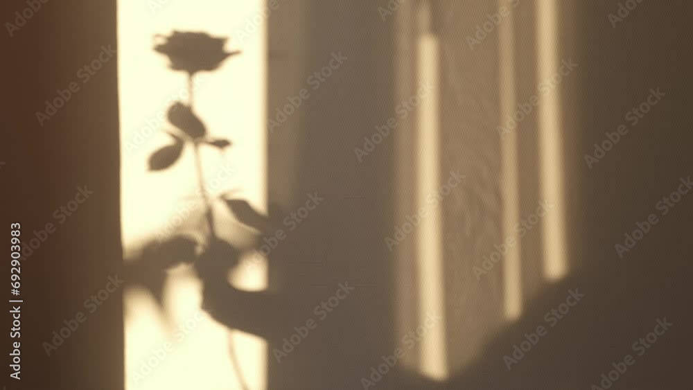 A rose's silhouette cast by warm light, ephemeral and soft. It's a gentle reminder of love's quiet presence.
