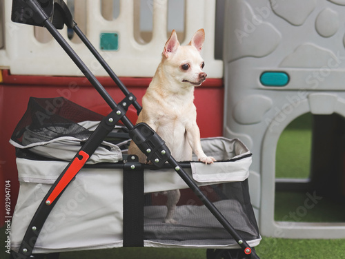  brown short hair chihuahua dog standing in pet stroller looking sideway. Colorful kids playground equipment background.