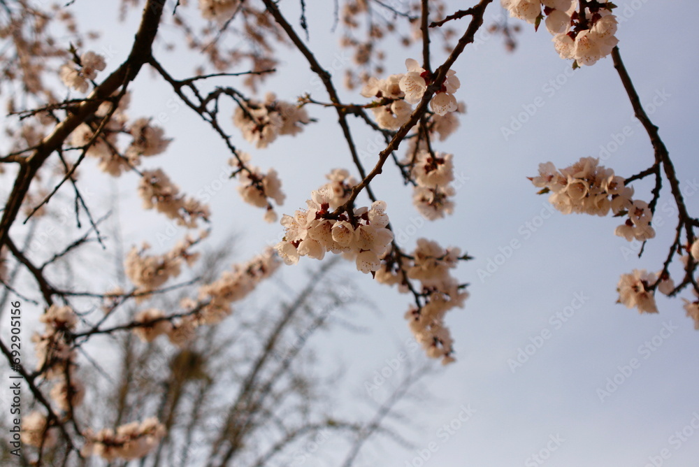 벚꽃, sakura 벚꽃, sakura