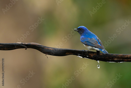 Blue-and-white Flycatcher on branch
