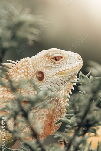 close up of yellow iguana