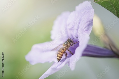 bee on flower