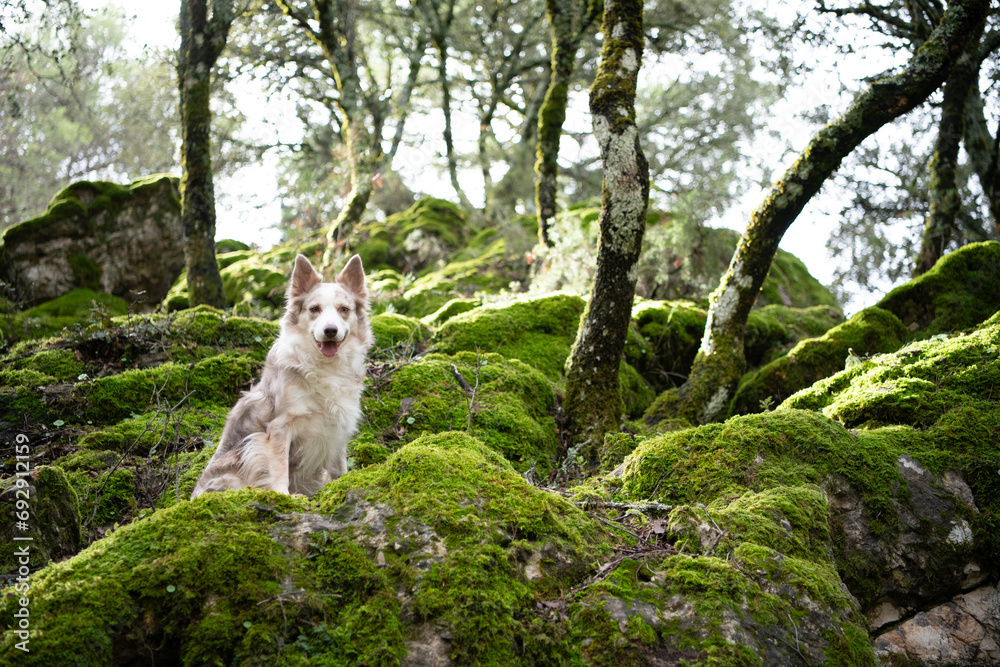 Fototapeta premium Border Collie