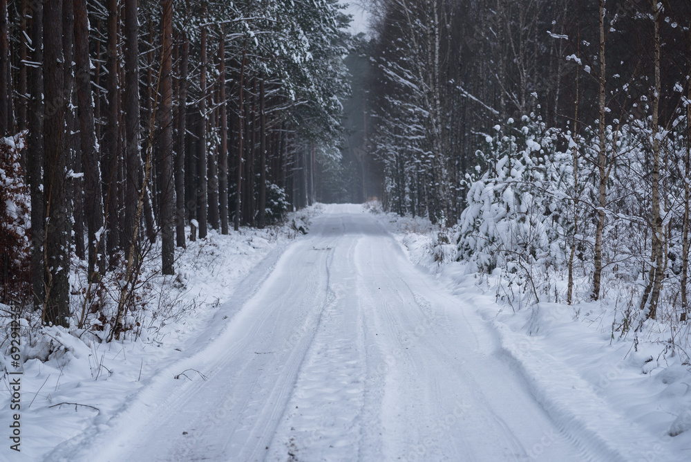WINTER ATTACK - Snow in forest on trees and on the forest road WINTER ATTACK - Snow in forest on trees and on the forest road
