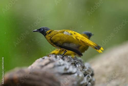 Black-headed Bulbul bird on rock birdwatching in the forest. photo