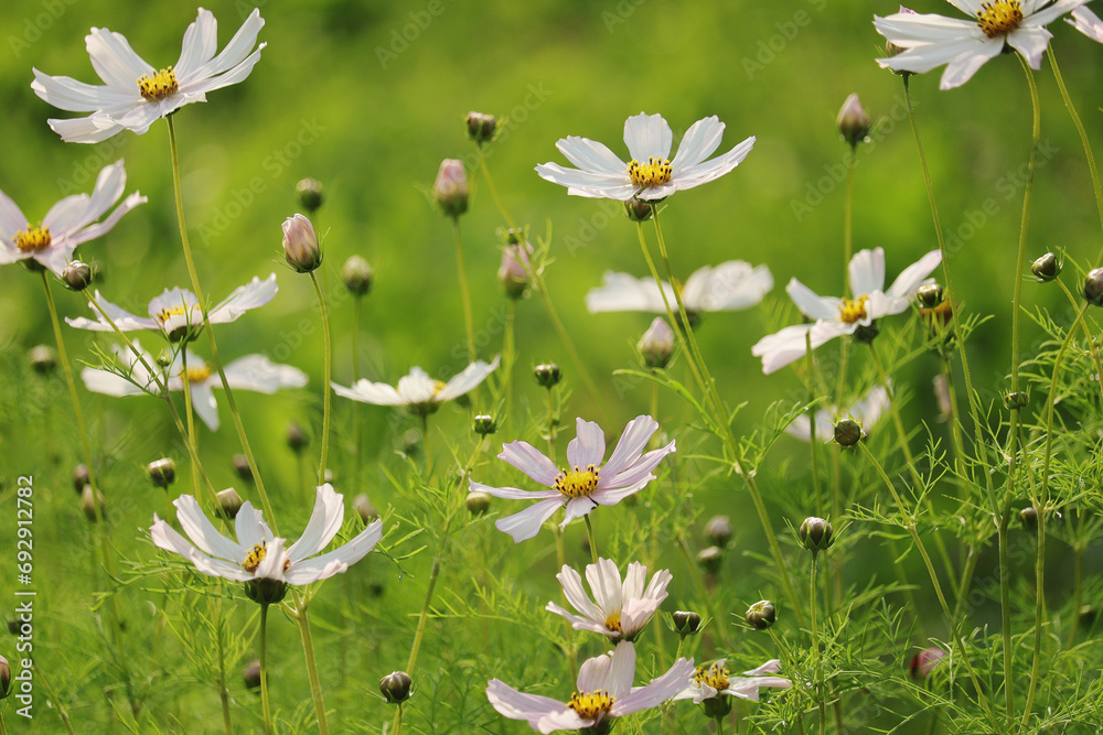 Cosmos bipinnatus blossoming in summer season