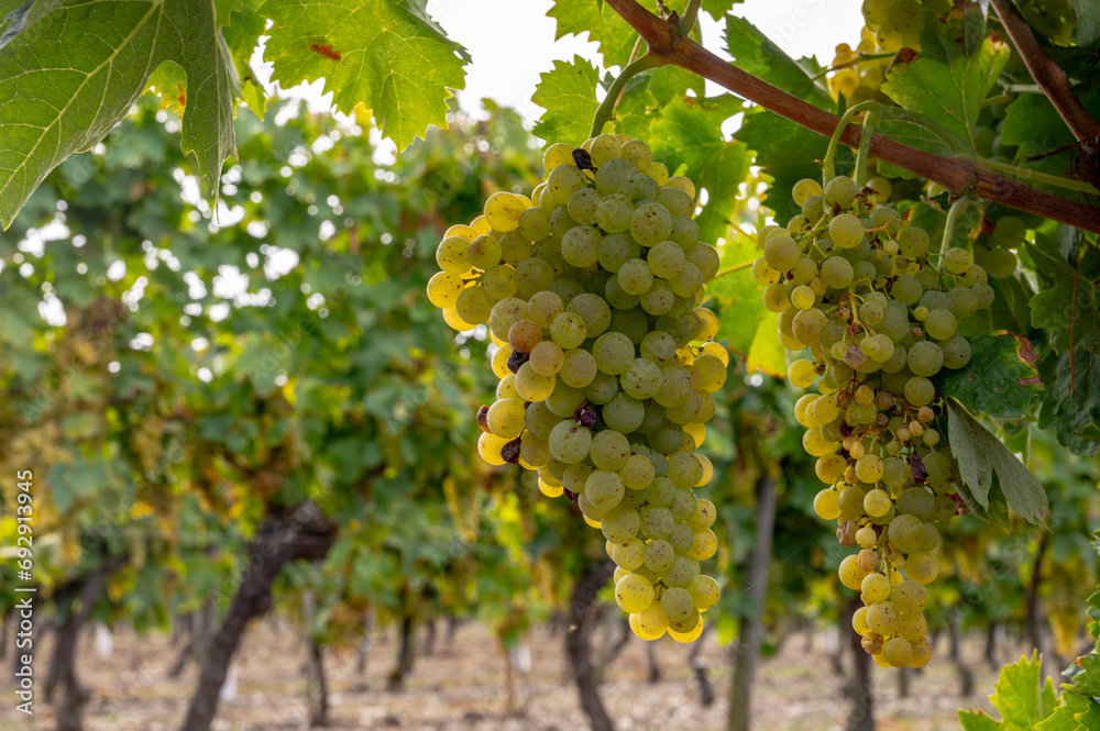 Fototapeta premium Harvest time in Cognac white wine region, Charente, ripe ready to harvest ugni blanc grape uses for Cognac strong spirits distillation, France