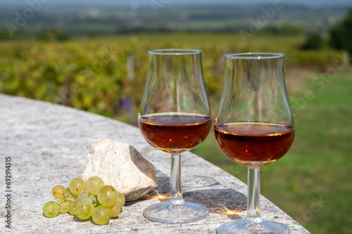 Tasting of Cognac strong alcohol drink in Cognac region, Charente with rows of ripe ready to harvest ugni blanc grape on background uses for spirits distillation, France photo