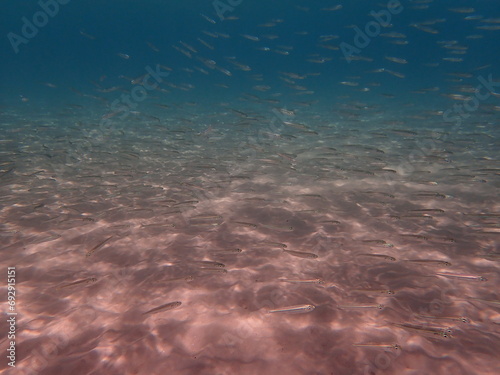 Big-scale sand smelt  Atherina boyeri  undersea  Aegean Sea  Greece  Halkidiki 