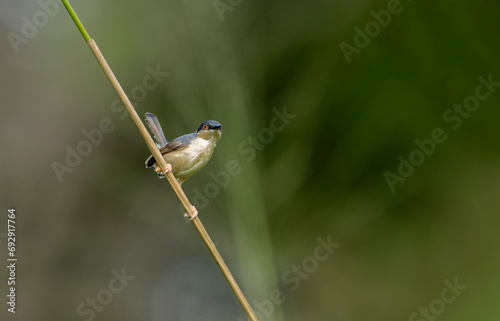 The ashy prinia or ashy wren warbler is a small warbler in the family Cisticolidae.