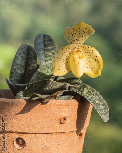 Closeup view of yellow with red dots flower of potted lady slipper orchid species paphiopedilum wenshanense aka conco-bellatulum isolated outdoors on natural background photo