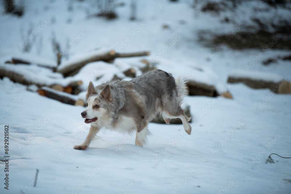 Obraz premium Border Collie