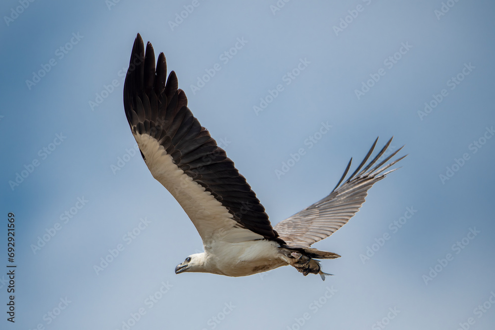 The African fish eagle or African sea eagle is a large species of eagle found in sub-Saharan Africa where there are large bodies of open water with abundant food sources.. The African fish eagle or African sea eagle is a large species of eagle found in sub-Saharan Africa where there are large bodies of open water with abundant food sources..