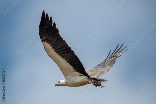The African fish eagle or African sea eagle is a large species of eagle found in sub-Saharan Africa where there are large bodies of open water with abundant food sources..​ © mylasa