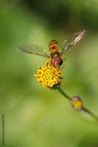 Marmalade hoverfly eating the Pollen of a yellow flowered cobbler's pegs (Kosendangusa, Bidens pilosa, Outdoor field, closeup macro photography) © SAIGLOBALNT
