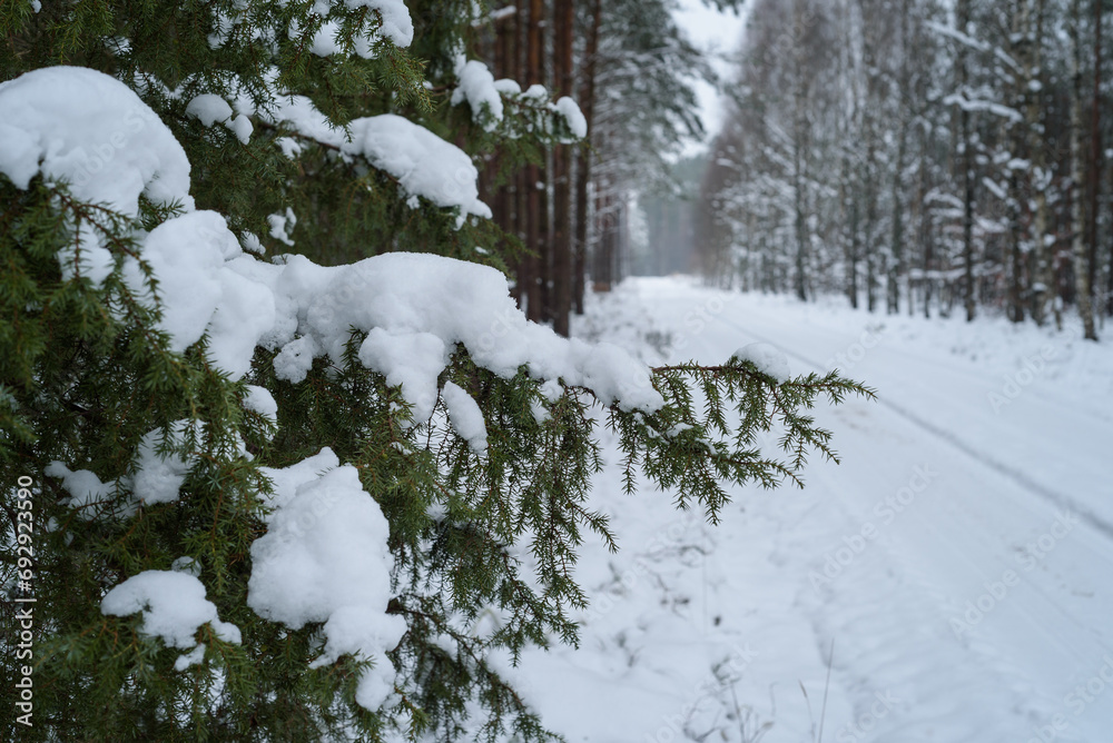 WINTER ATTACK - Snow in forest on trees and on the forest road
