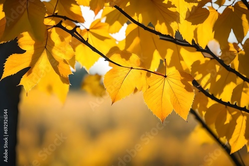 autumn leaves in sun light