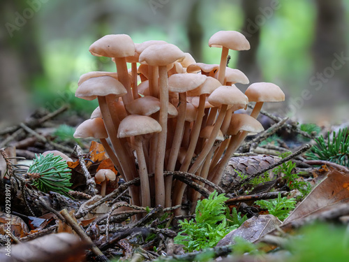 Knopfstieliger-Büschelrübling (GYMNOPUS CONFLUENS) photo