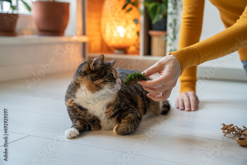 Loving pet owner proposing moss to old fluffy cat for sniffing. Creation of friendly environment for domestic animals, care, dementia prevention, aging changes slowing, enrichment of mental activity