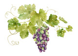 A bunch of red grapes with leaves. Grapevine. Isolated watercolor illustrations. For the design of labels of wine, grape juice and cosmetics, wedding cards, stationery, greetings cards