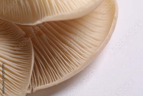 Fresh oyster mushrooms on white background  macro view. Space for text